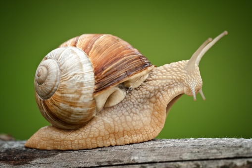 Close up of a snail. The cochlea and vestibular system within the inner ear resemble a snail.